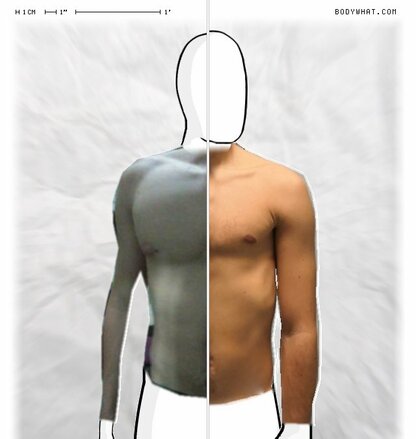 Torso Comparison