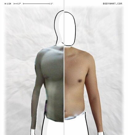 Torso Comparison