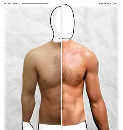 Torso Comparison