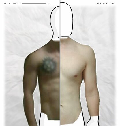 Torso Comparison