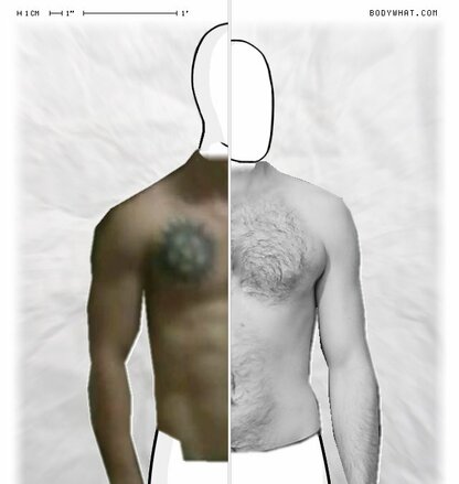 Torso Comparison