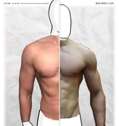 Torso Comparison