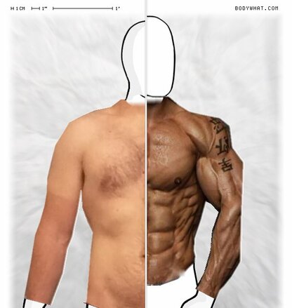 Torso Comparison