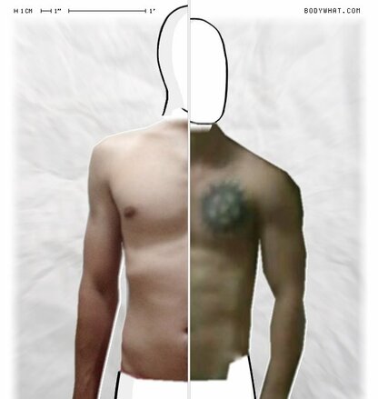 Torso Comparison