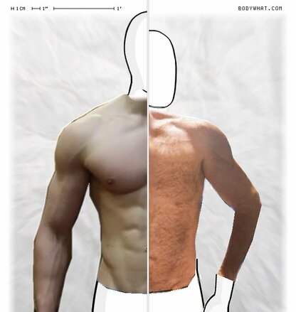 Torso Comparison