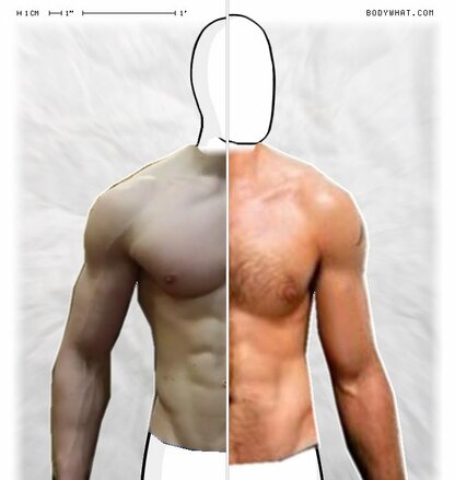 Torso Comparison