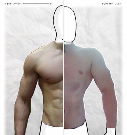 Torso Comparison