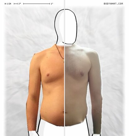 Torso Comparison