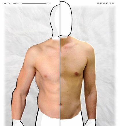 Torso Comparison