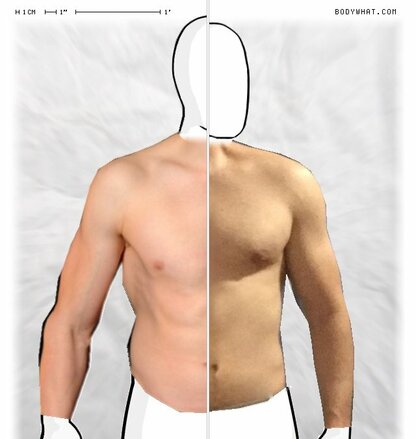 Torso Comparison