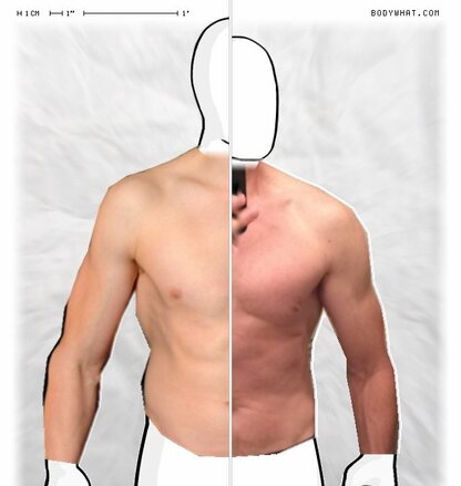 Torso Comparison