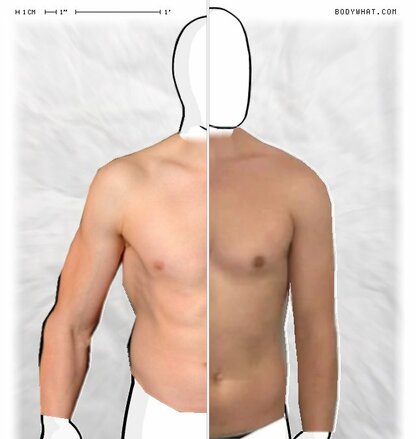 Torso Comparison