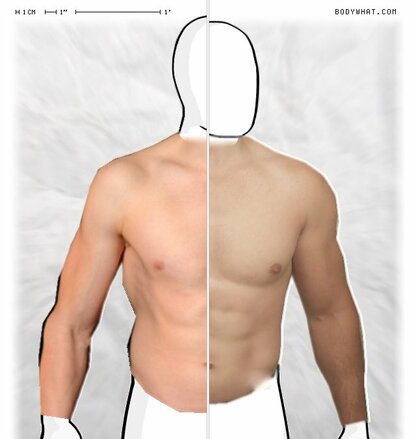 Torso Comparison