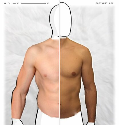 Torso Comparison