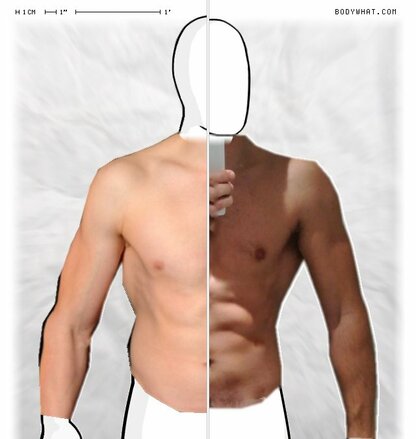 Torso Comparison