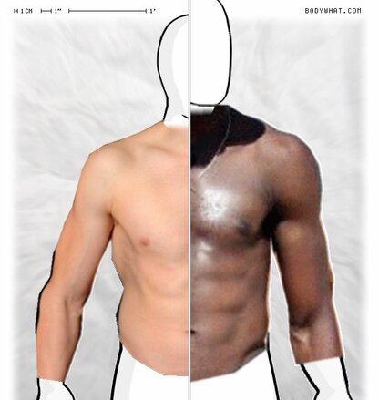 Torso Comparison