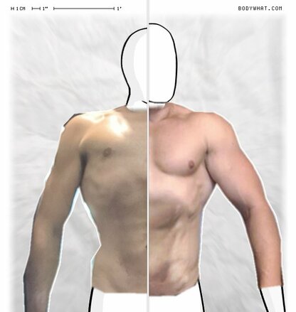 Torso Comparison