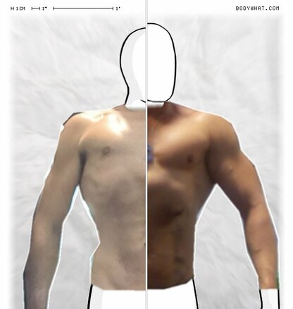 Torso Comparison