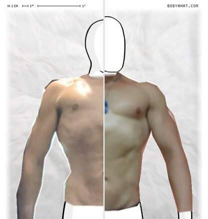 Torso Comparison