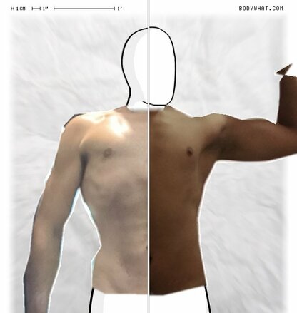 Torso Comparison