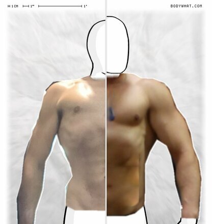 Torso Comparison