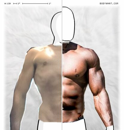 Torso Comparison