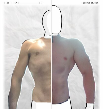 Torso Comparison