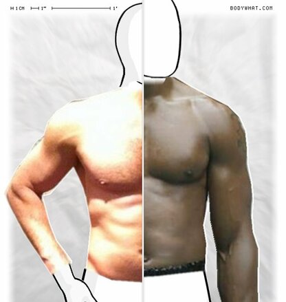 Torso Comparison