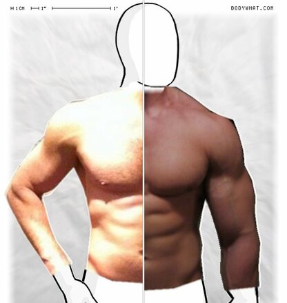 Torso Comparison