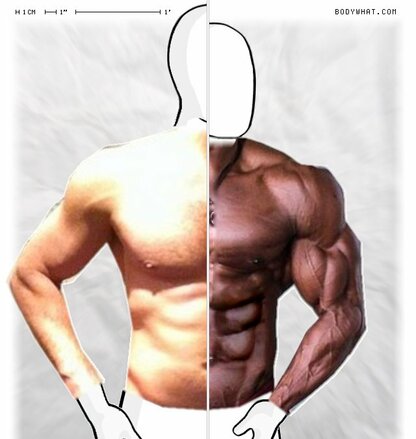 Torso Comparison