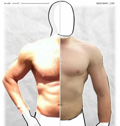 Torso Comparison