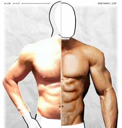 Torso Comparison