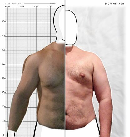 Torso Comparison