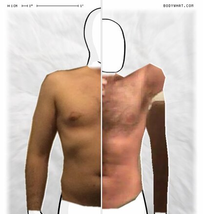 Torso Comparison