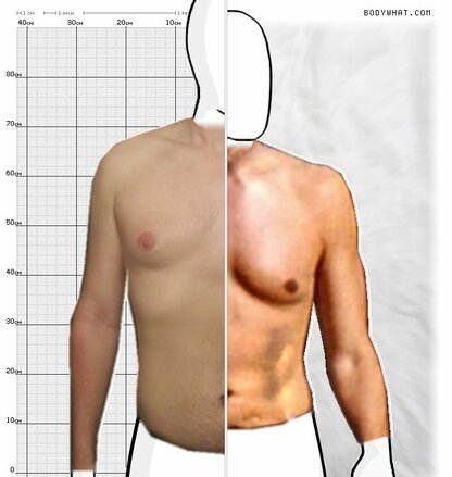 Torso Comparison