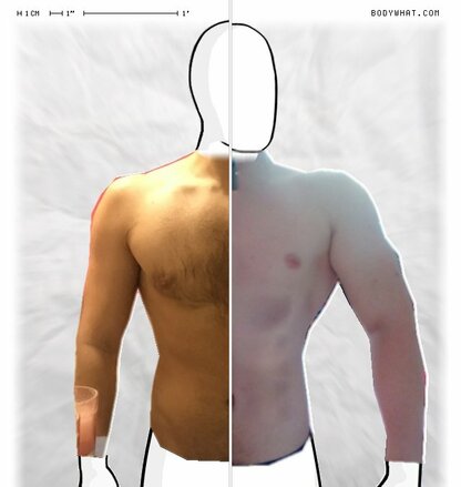 Torso Comparison