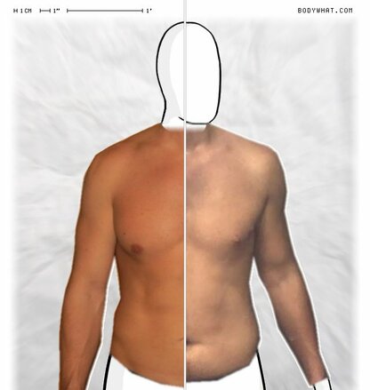 Torso Comparison