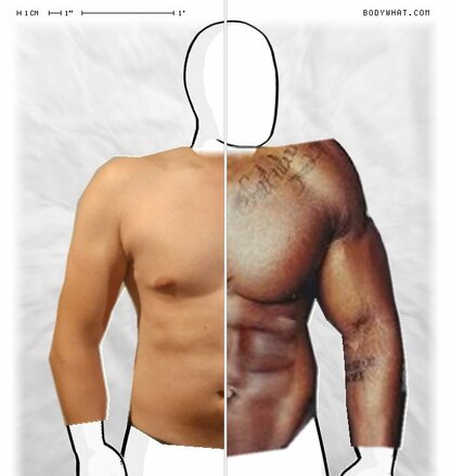 Torso Comparison