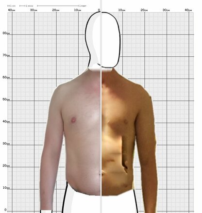 Torso Comparison