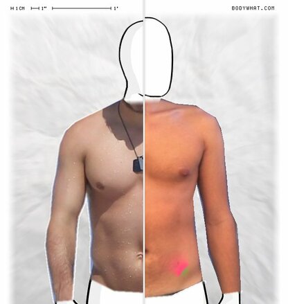 Torso Comparison