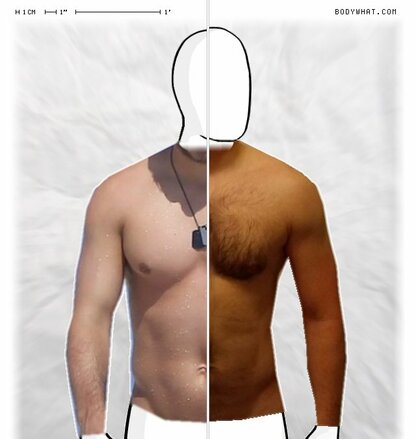 Torso Comparison