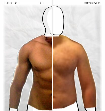 Torso Comparison