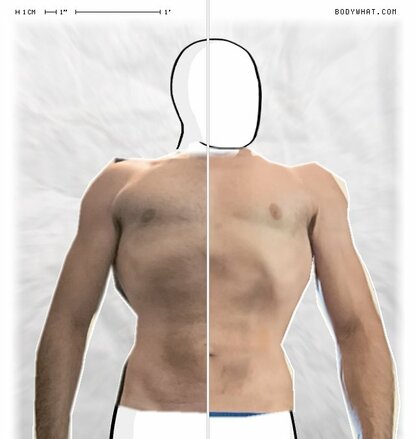 Torso Comparison