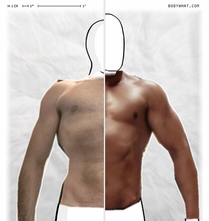 Torso Comparison