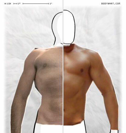 Torso Comparison