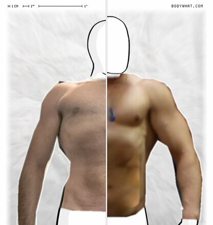 Torso Comparison