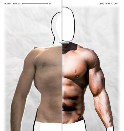 Torso Comparison