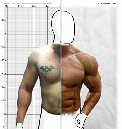 Torso Comparison