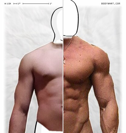 Torso Comparison