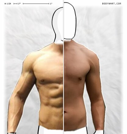 Torso Comparison